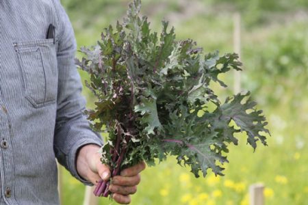 Heirloom Seeds: How To Grow Kale Image